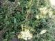 На Новомирогородщині знайшли майже чотири тисячі нарковмісних рослин