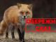 На Кіровоградщині на жінку напала скажена лисиця