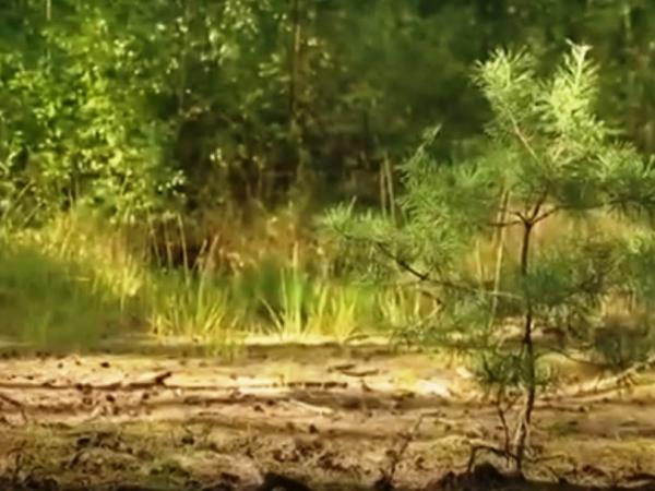 Новина «Утро с Интером»: как восстанавливают лес? Ранкове місто. Кропивницький