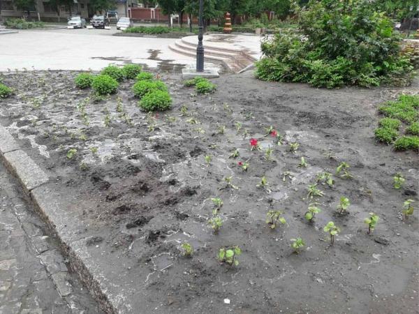 Новина У Кропивницькому любителі квітів розорюють міські клумби Ранкове місто. Кропивницький