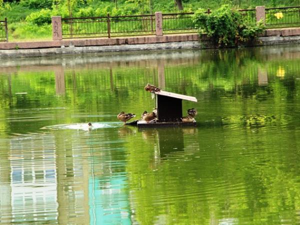 Новина Кропивницький: Дикі качки освоїли будинок на озері Копань (ФОТО) Ранкове місто. Кропивницький