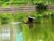 Кропивницький: Дикі качки освоїли будинок на озері Копань (ФОТО)