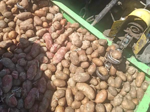 Новина На Кіровоградщині посилено висаджують овочі та картоплю Ранкове місто. Кропивницький