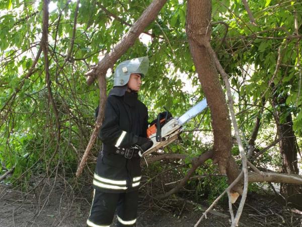 Новина У Кропивницькому рятувальники прибрали аварійну гілку дерева Ранкове місто. Кропивницький