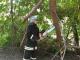 У Кропивницькому рятувальники прибрали аварійну гілку дерева
