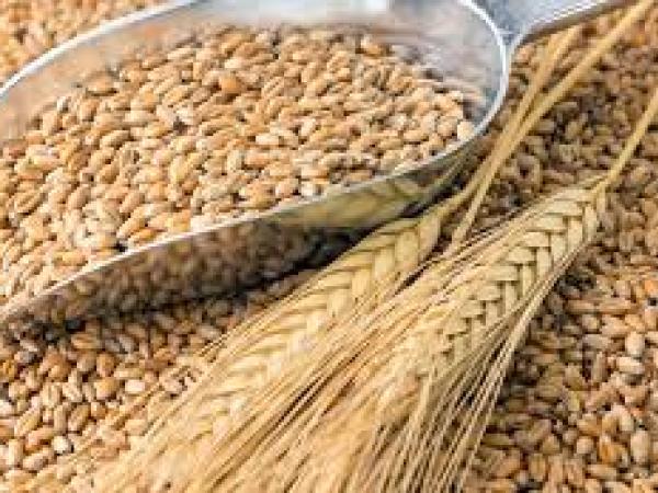 Новина Українське насіння зернових культур визнане на європейському ринку Ранкове місто. Кропивницький