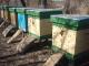 На Долинщині через втрату бджолиних сімей раптово помер пасічник (ВІДЕО)