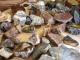 Кропивницький: У місті знайшлася цікава колекція мінералів (ВІДЕО, ФОТО)