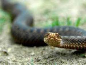 Стаття Міфи та правда про укуси змій Ранкове місто. Кропивницький