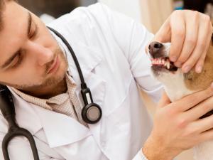 Новина Е-рецепти від ветеринара можна отоварити у звичайінй аптеці Ранкове місто. Кропивницький