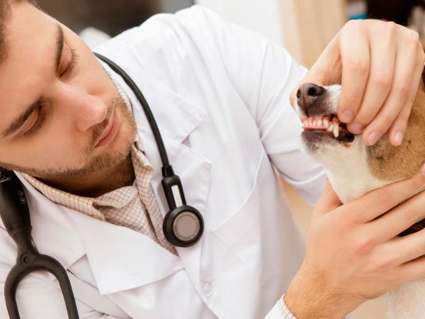 Новина Е-рецепти від ветеринара можна отоварити у звичайінй аптеці Ранкове місто. Кропивницький