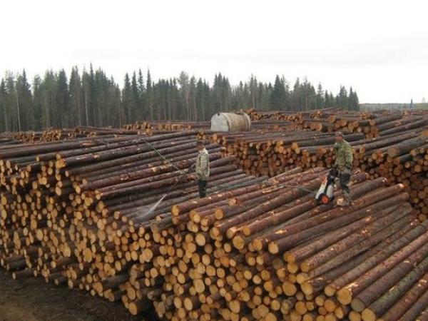Новина ООН допоможе вдосконалити електронний облік деревини в Україні Ранкове місто. Кропивницький