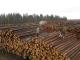 ООН допоможе вдосконалити електронний облік деревини в Україні