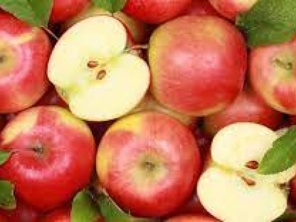 Новина Україна продаватиме яблука до Індії Ранкове місто. Кропивницький