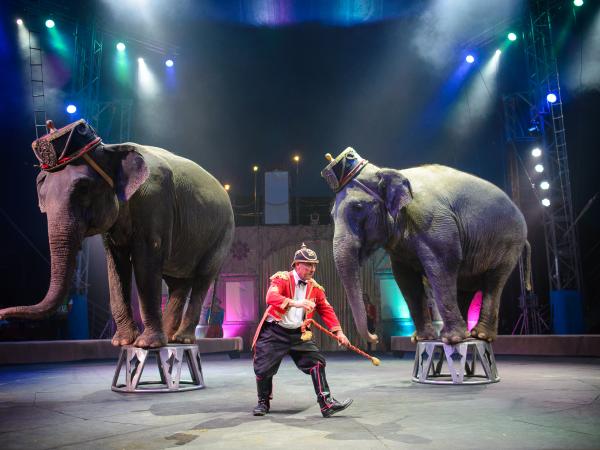 Новина Цирк «КОБЗОВ» презентує неймовірне новорічне шоу світового рівня у Кропивницькому (ФОТО) Ранкове місто. Кропивницький