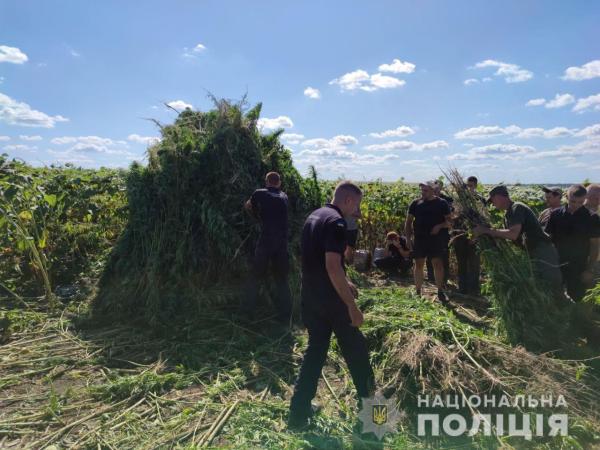 Новина У селі на Кіровоградщини поліція виявила 21 тисячу рослин конопель Ранкове місто. Кропивницький