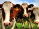 Кіровоградщина: Керівництво сільгоспідприємства вирізало худобу повз каси