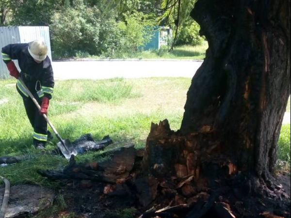 Новина На Кіровоградщині загорілося велике старе дерево Ранкове місто. Кропивницький