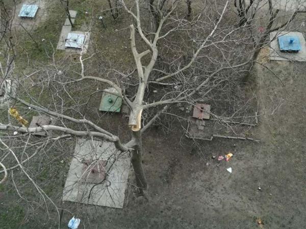 Новина Кропивничане возмущаются так называемой санитарной обрезкой деревьев (ФОТО) Ранкове місто. Кропивницький