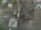 Кропивничане возмущаются так называемой санитарной обрезкой деревьев (ФОТО)