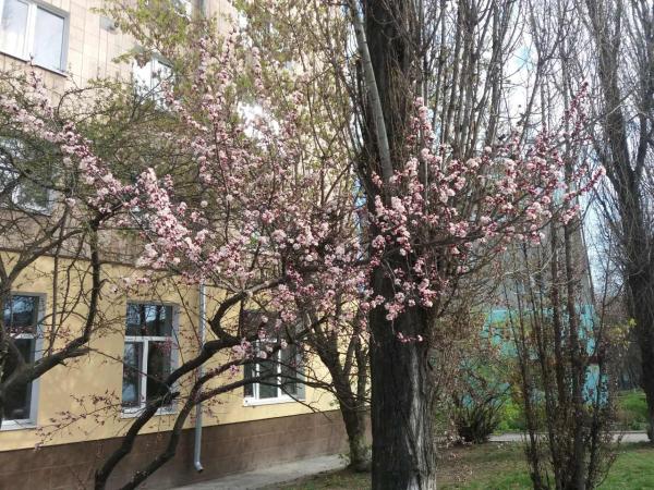 Новина Погода у Кропивницькому 15 квітня Ранкове місто. Кропивницький