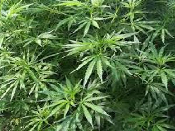 Новина В області поліція виявила та знищила 17 тисяч нарковмісних рослин Ранкове місто. Кропивницький
