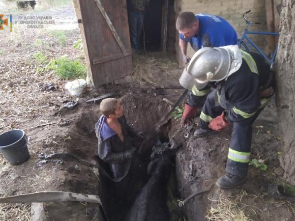 Новина Кіровоградщина: На приватному подвір’ї корова потрапила до ями Ранкове місто. Кропивницький