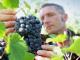 Безробітні Кіровоградщини можуть отримати рідкісну професію виноградаря