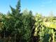 На Кіровоградщині фермер замаскував серед соняшників канабіс на три  мільйона гривень