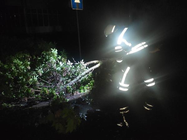 Новина Під час нічного дощу по області ламались дерева Ранкове місто. Кропивницький