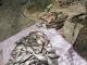 Кіровоградщина: На Кам’янському водосховищі викрили браконьєра з уловом