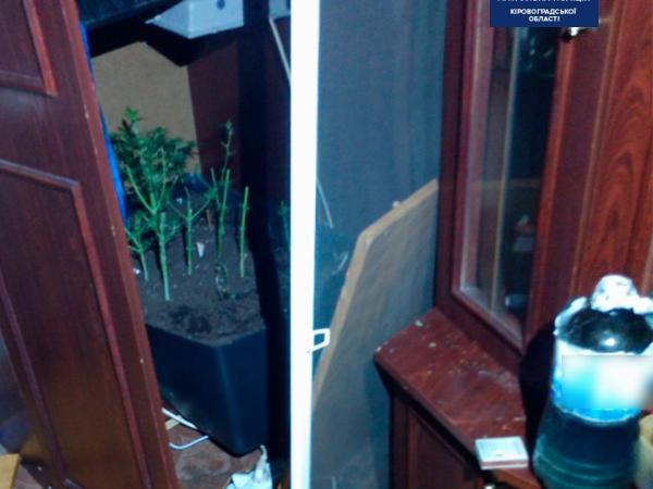 Новина У Кропивницькому чоловік вирощує коноплі у власній квартирі Ранкове місто. Кропивницький
