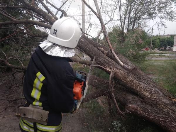 Новина На Кіровоградщині рятувальники прибирали аварійні дерева Ранкове місто. Кропивницький