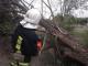 На Кіровоградщині рятувальники прибирали аварійні дерева