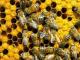 Бджолярі Кропивницького можуть розраховувати на допомогу держави