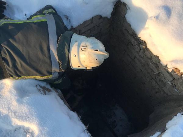 Новина На Кіровоградщині собака мало не замерз у ямі Ранкове місто. Кропивницький