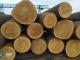СБУ ліквідувала схему незаконного експорту державного лісу через підсанкційні компанії Фірташа