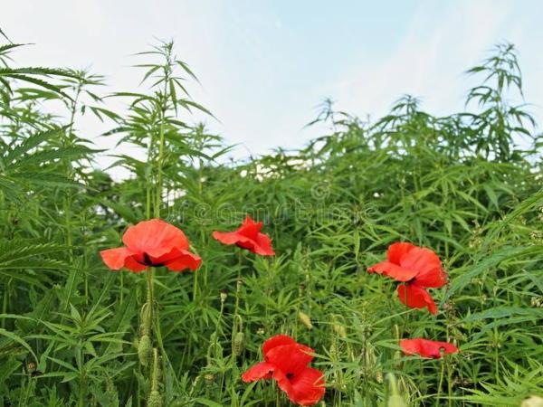 Новина У рамках операції «Мак» поліцейські виявили більше 16,5 тисяч нарковмісних рослин Ранкове місто. Кропивницький