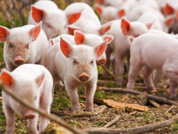 Новина Через туристів, птахів і гризунів поголів'я свиней у Кіровоградській області скоротилося майже на 17% Ранкове місто. Кропивницький