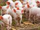 Через туристів, птахів і гризунів поголів'я свиней у Кіровоградській області скоротилося майже на 17%