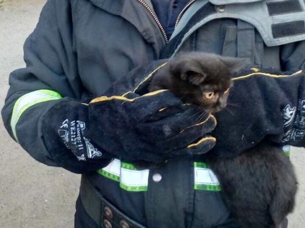 Новина У Кропивницькому рятувальники зняли кошеня з небезпечної висоти Ранкове місто. Кропивницький