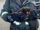 У Кропивницькому рятувальники зняли кошеня з небезпечної висоти