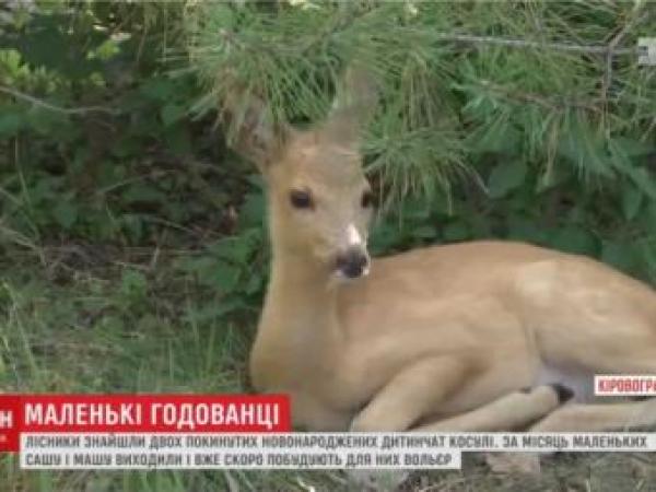 Новина Відео, як на Кіровоградщині лісники вигодували покинутих маленьких косуль Ранкове місто. Кропивницький