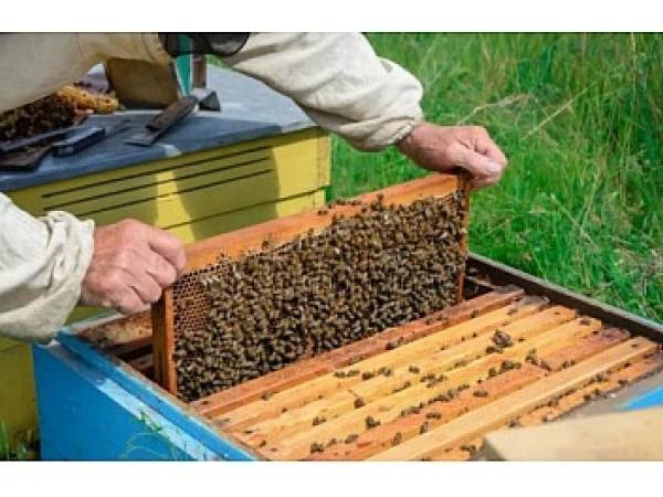 Новина Кропивницькі бджолярі мають право на державну дотацію Ранкове місто. Кропивницький