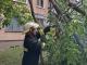 Негода пронеслася Кропивницьким, повалявши чимало дерев