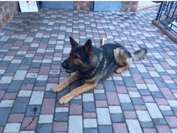 Новина В Кропивницком украли собаку, помогите разыскать за вознаграждение Ранкове місто. Кропивницький