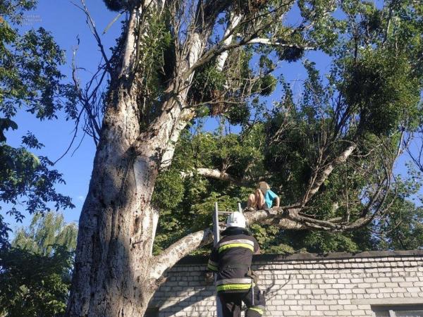 Новина Кіровоградщина: У Світловодську восьмирічна дитина застрягла на дереві Ранкове місто. Кропивницький