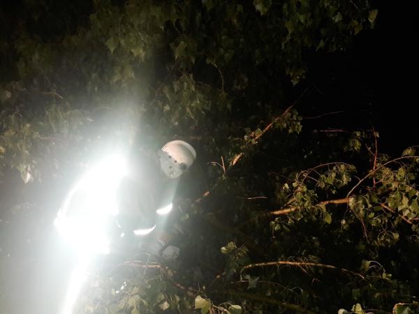 Новина На Кіровоградщині рятувальники спиляли аварійні дерева Ранкове місто. Кропивницький