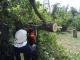 На Кіровоградщині рятувальники прибирають аварійні дерева