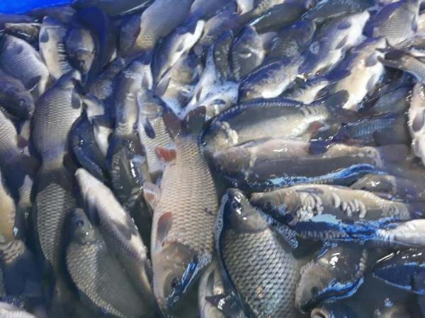 Новина Держрибагентство: Водойми у трьох регіонах країни отримують чергове поповнення молоді риб Ранкове місто. Кропивницький